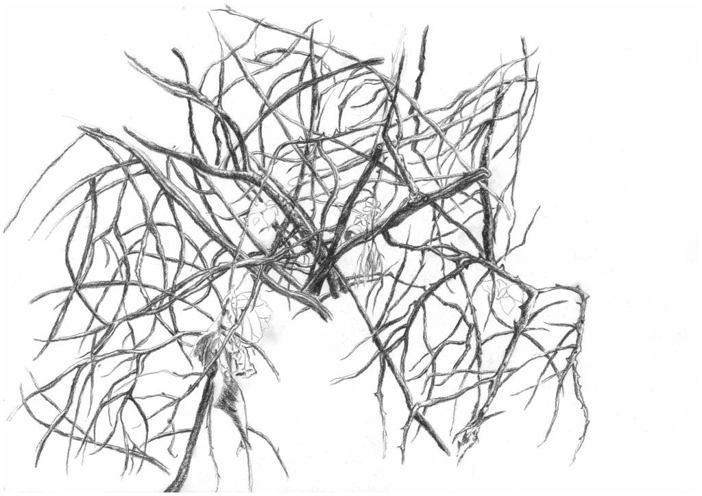 The branches that hide the mushrooms